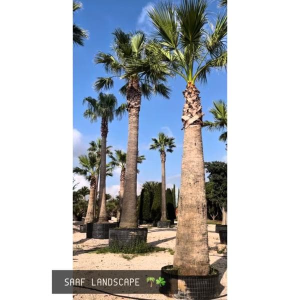 نخل واشنطن روبيستا