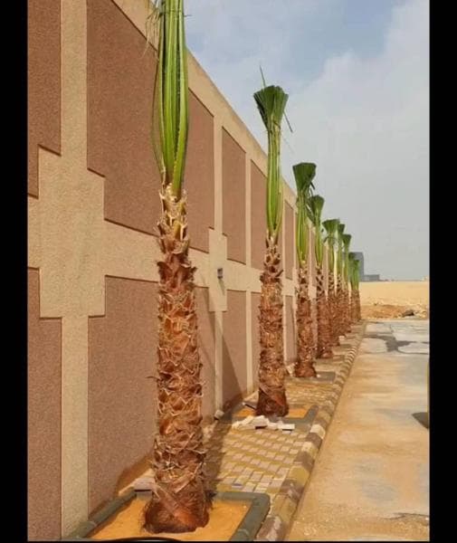 نخل واشنطن زينه