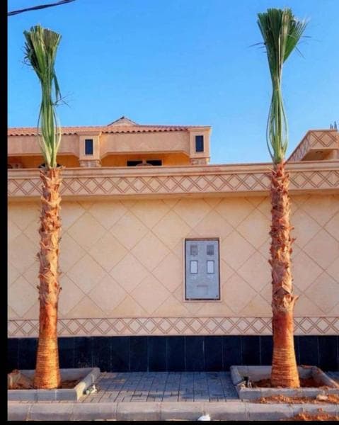 نخيل واشنطني زينه